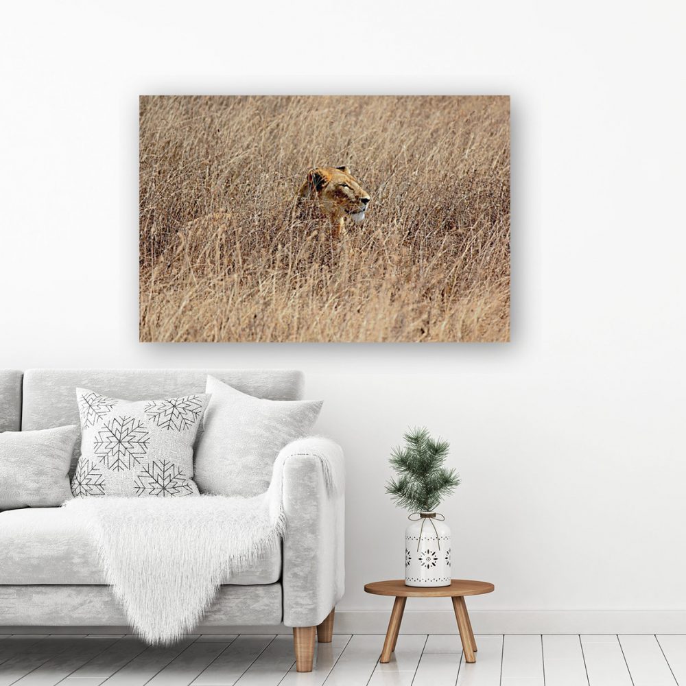 Camoflauged lioness Framed Print