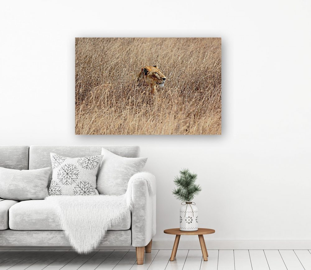 Camoflauged lioness Framed Print