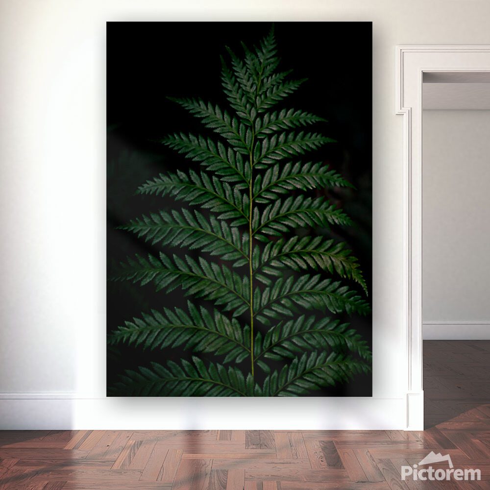 Green fern image