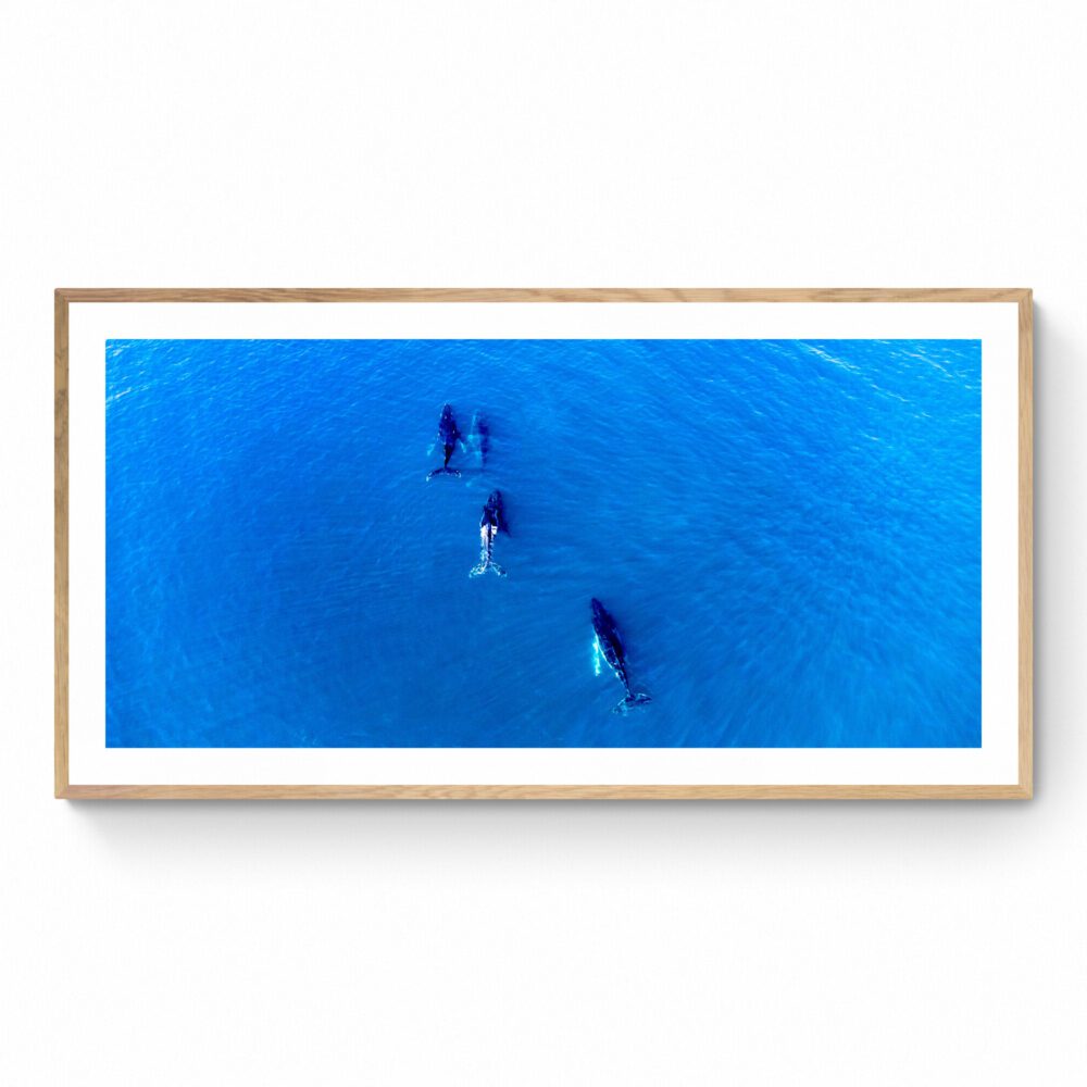 photograph of humpback whales available as wall art