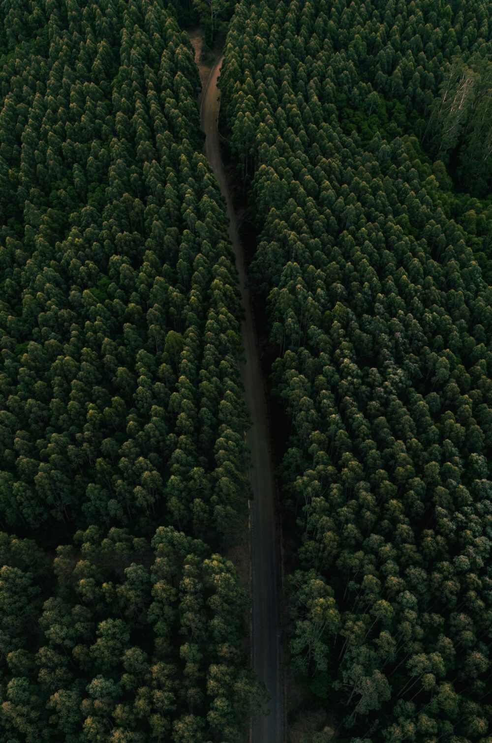 Olney state forest